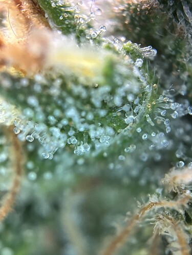 Growreport Bild 38
