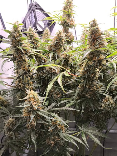 Growreport Bild 2