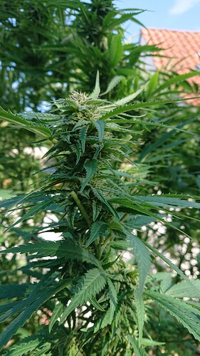Growreport Bild 69