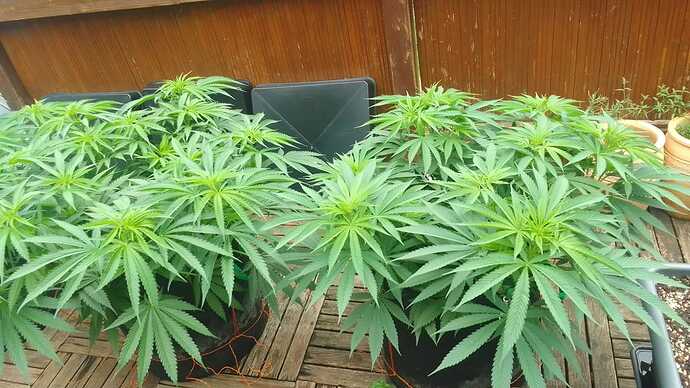 Growreport Bild 1