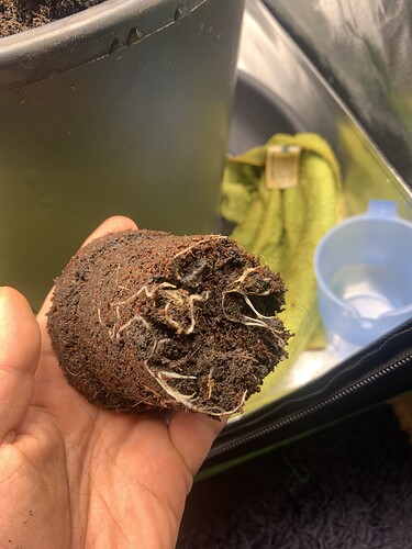 Growreport Bild 2
