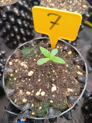 Growreport Bild 41
