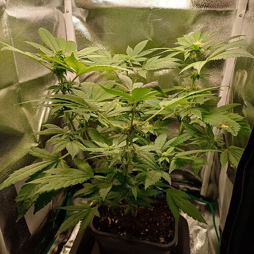 Growreport Bild 18