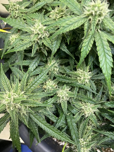 Growreport Bild 8