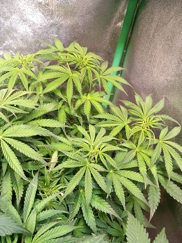 Growreport Bild 2