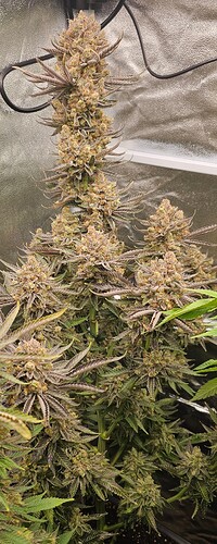 Growreport Bild 29