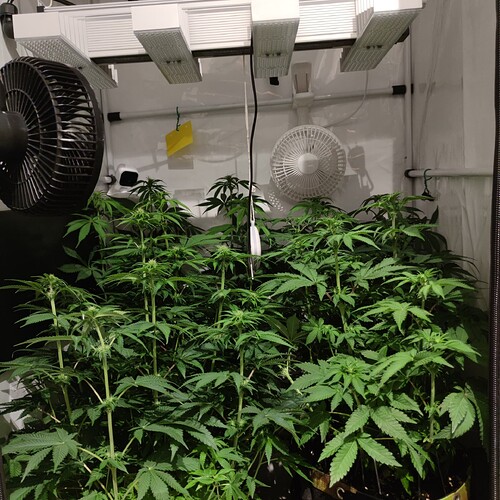 Growreport Bild 3