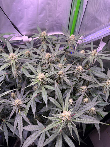 Growreport Bild 22