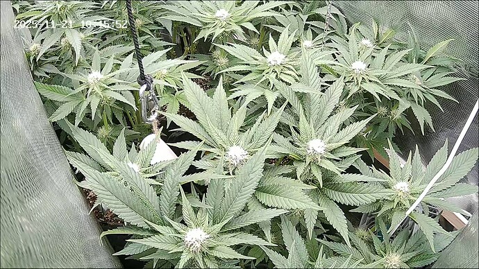 Growreport Bild 15
