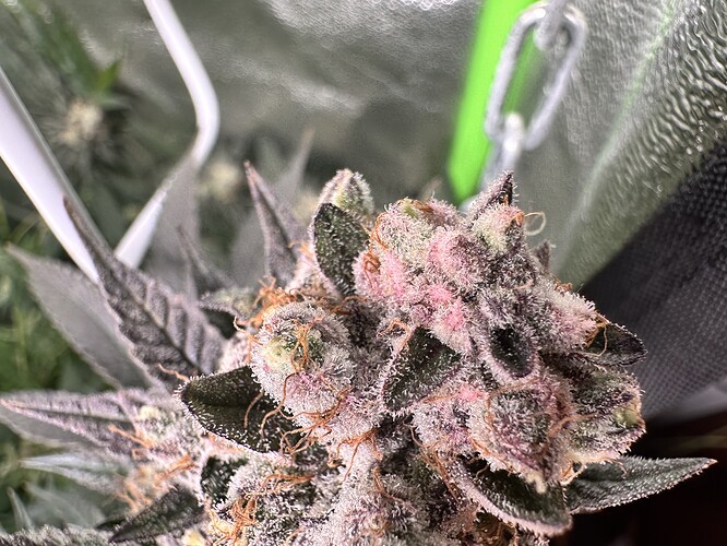 Growreport Bild 13