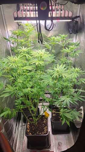 Growreport Bild 16