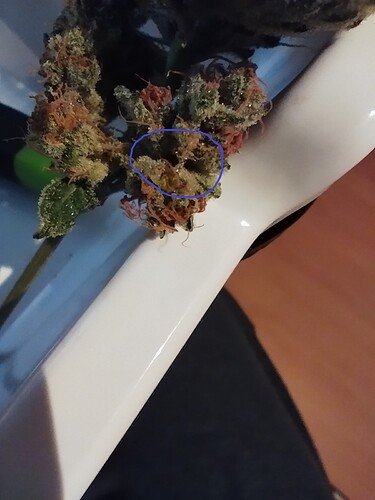 Growreport Bild 7