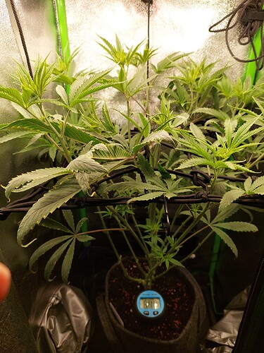 Growreport Bild 4