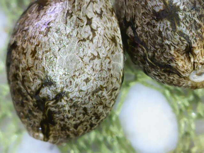 Image_2025-04-10 10_04_10_760