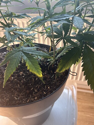 Growreport Bild 18