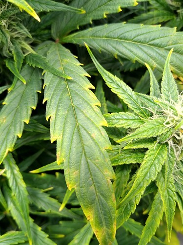 IMG_20240525_145115944_HDR