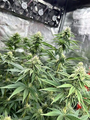 Nahaufnahme von Cannabis-Pflanzen in der Blütephase in einem Grow-Zelt mit Lüftern im Hintergrund.