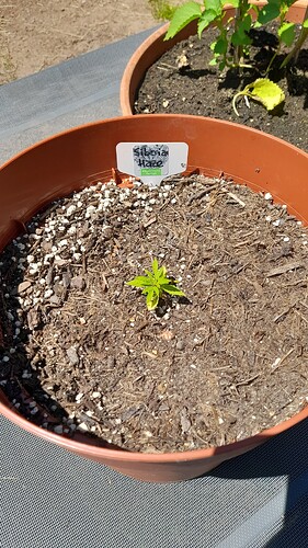 Growreport Bild 32