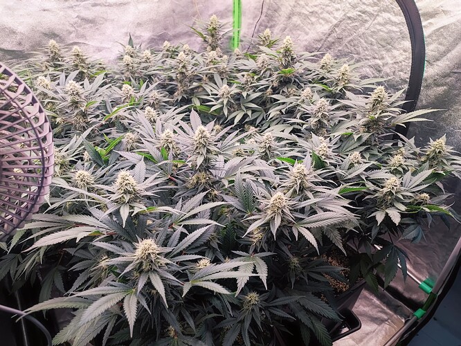 Growreport Bild 5