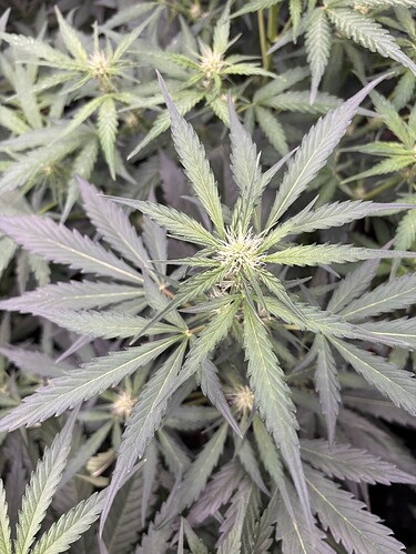 Growreport Bild 35