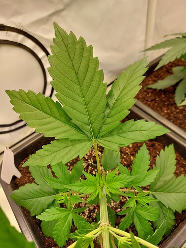 Growreport Bild 3