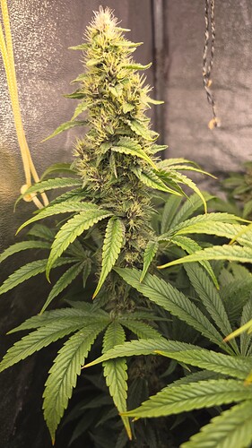 Growreport Bild 11