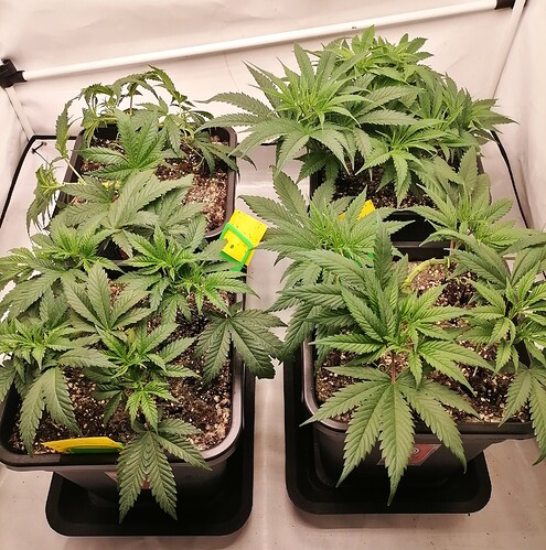 Growreport Bild 4