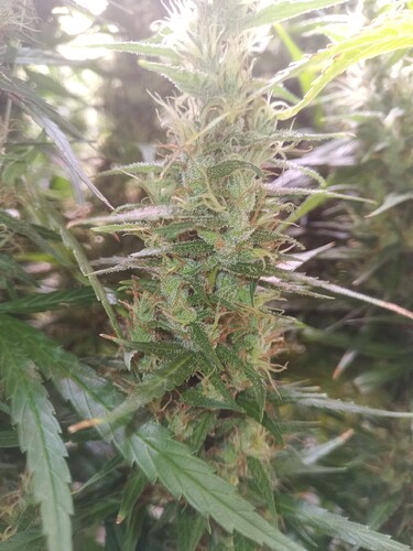 Growreport Bild 9