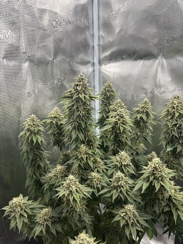 Growreport Bild 1