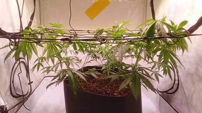 Growreport Bild 13
