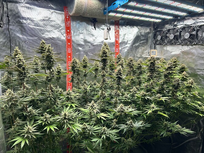 Ein Growzelt mit mehreren blühenden Cannabis-Pflanzen unter einer LED-Beleuchtung.