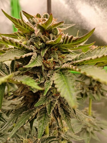 Growreport Bild 13