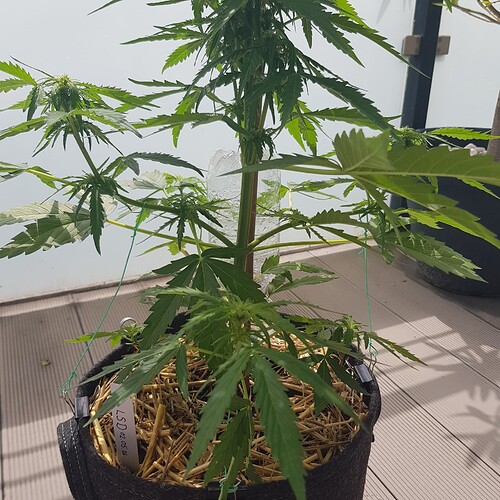 Growreport Bild 6