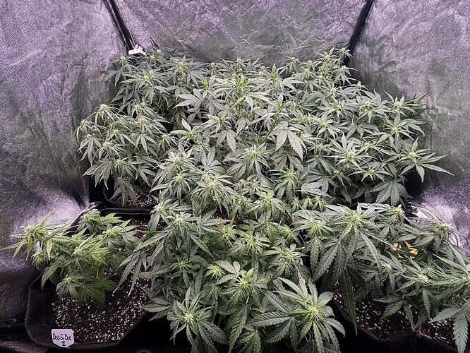 Growreport Bild 2