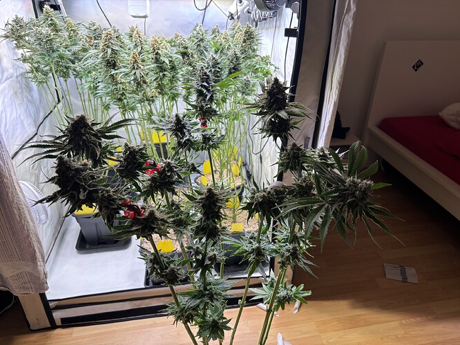 Growreport Bild 90