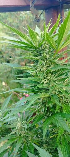 Growreport Bild 26