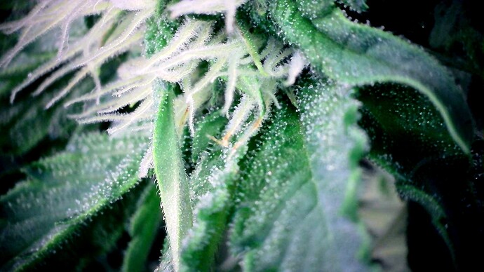 Growreport Bild 47