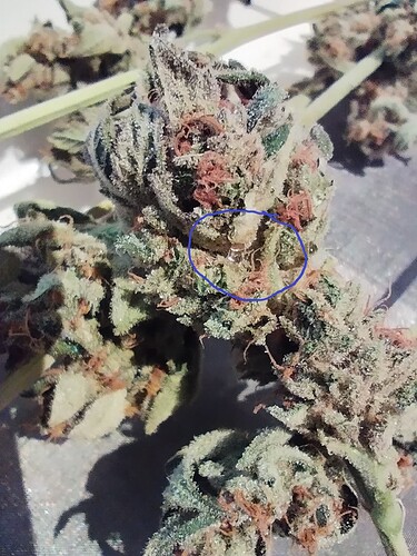Growreport Bild 5
