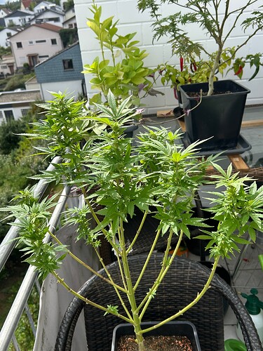 Growreport Bild 3