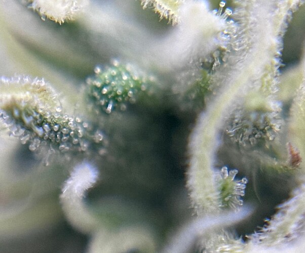 Growreport Bild 45