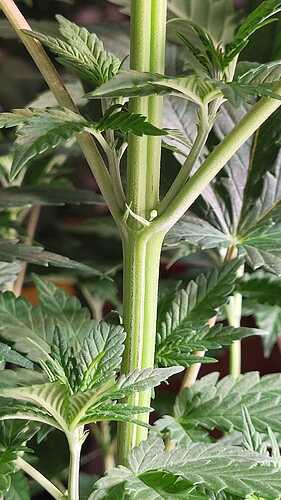 Growreport Bild 18
