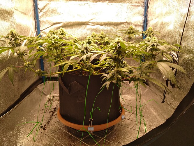 Growreport Bild 8