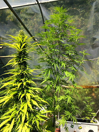 Grow2608243