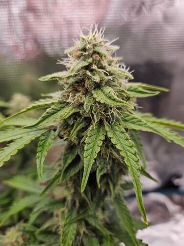 Growreport Bild 90