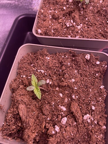 Growreport Bild 9