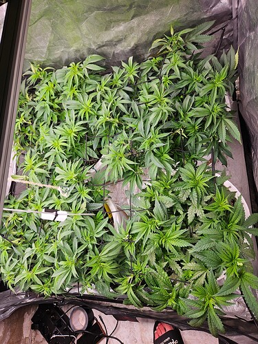 Growreport Bild 3
