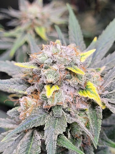 Growreport Bild 2