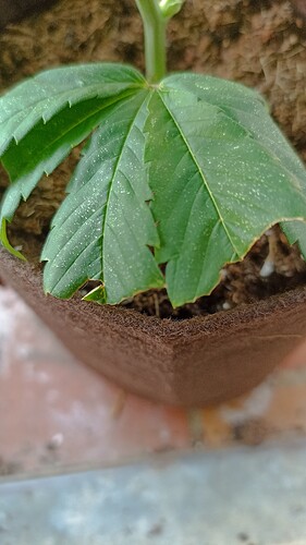 IMG_20250622_081125