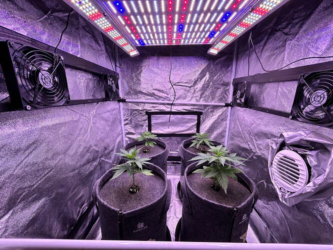 Vier junge Cannabispflanzen in einem Growzelt unter LED-Beleuchtung.