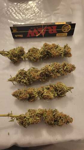 Growreport Bild 23